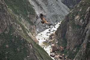 Een nog jonge condor vliegt boven de Colca Canyon