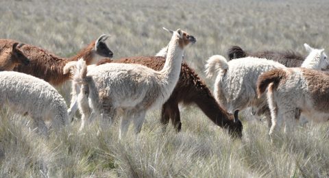 Peru Rondreizen