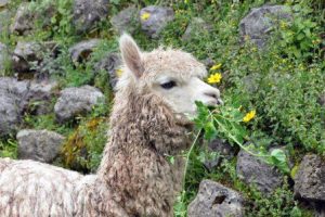 Lama doet zich tegoed aan het gras