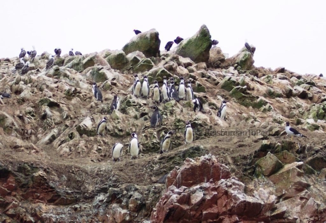 Pinguïns Ballestas Eilanden