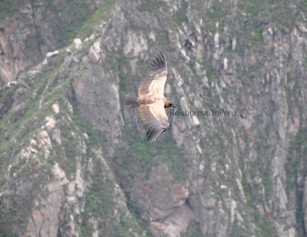 Jonge condor in de Colca Canyon