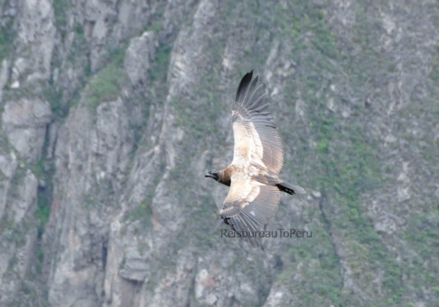Een jonge condor in glijvlucht, Cruz del Condor