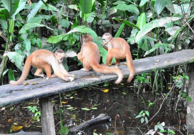 Aapjes bij voederplek, apen eiland, Eco Amazonia Lodge